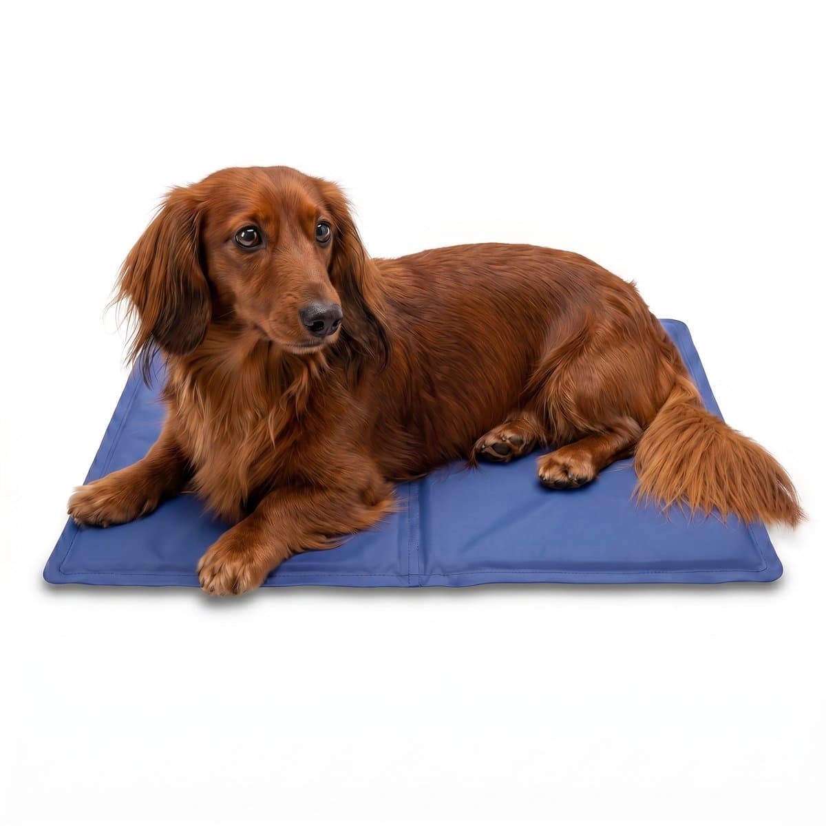 Zelfkoelende Koelmat voor Honden