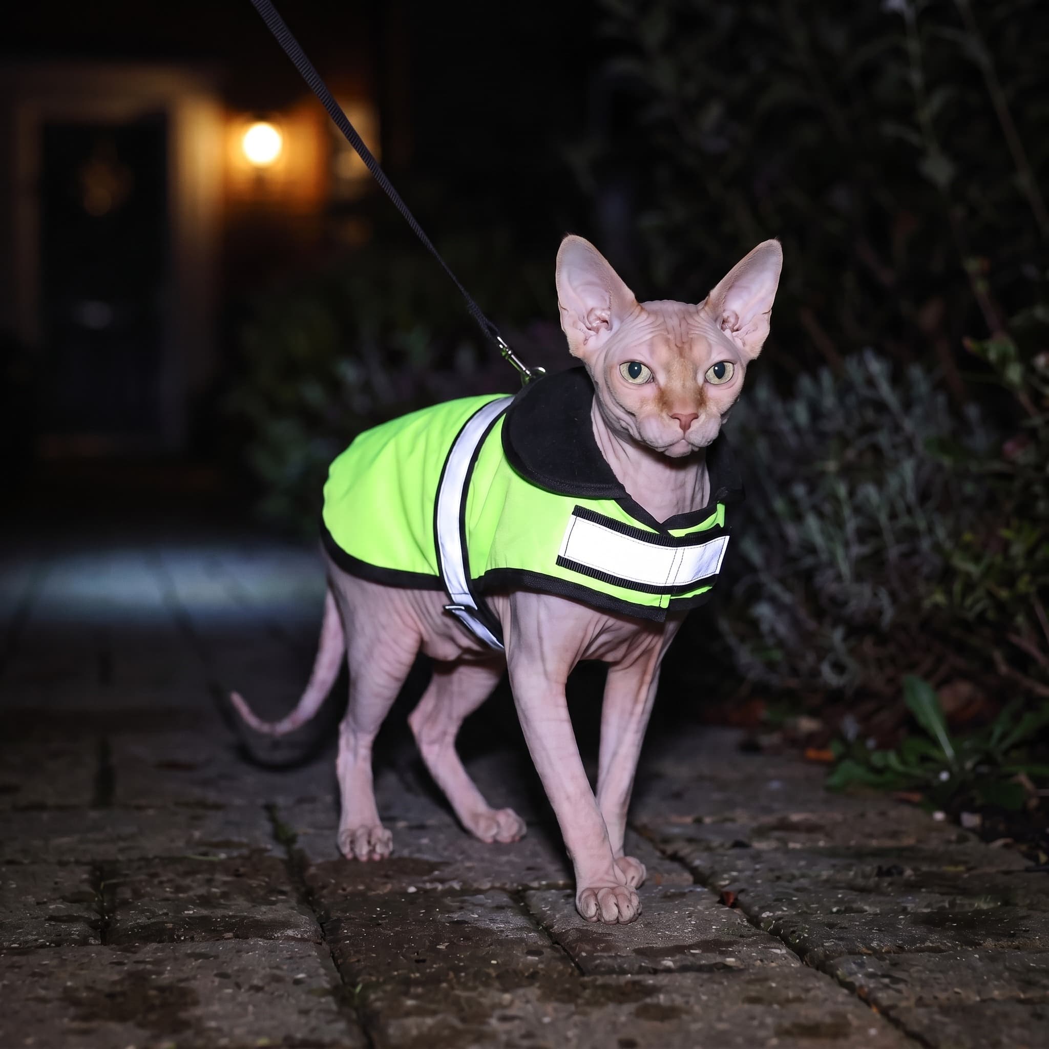 Kattenjas Fluo Geelgroen - 25 cm - foto 5