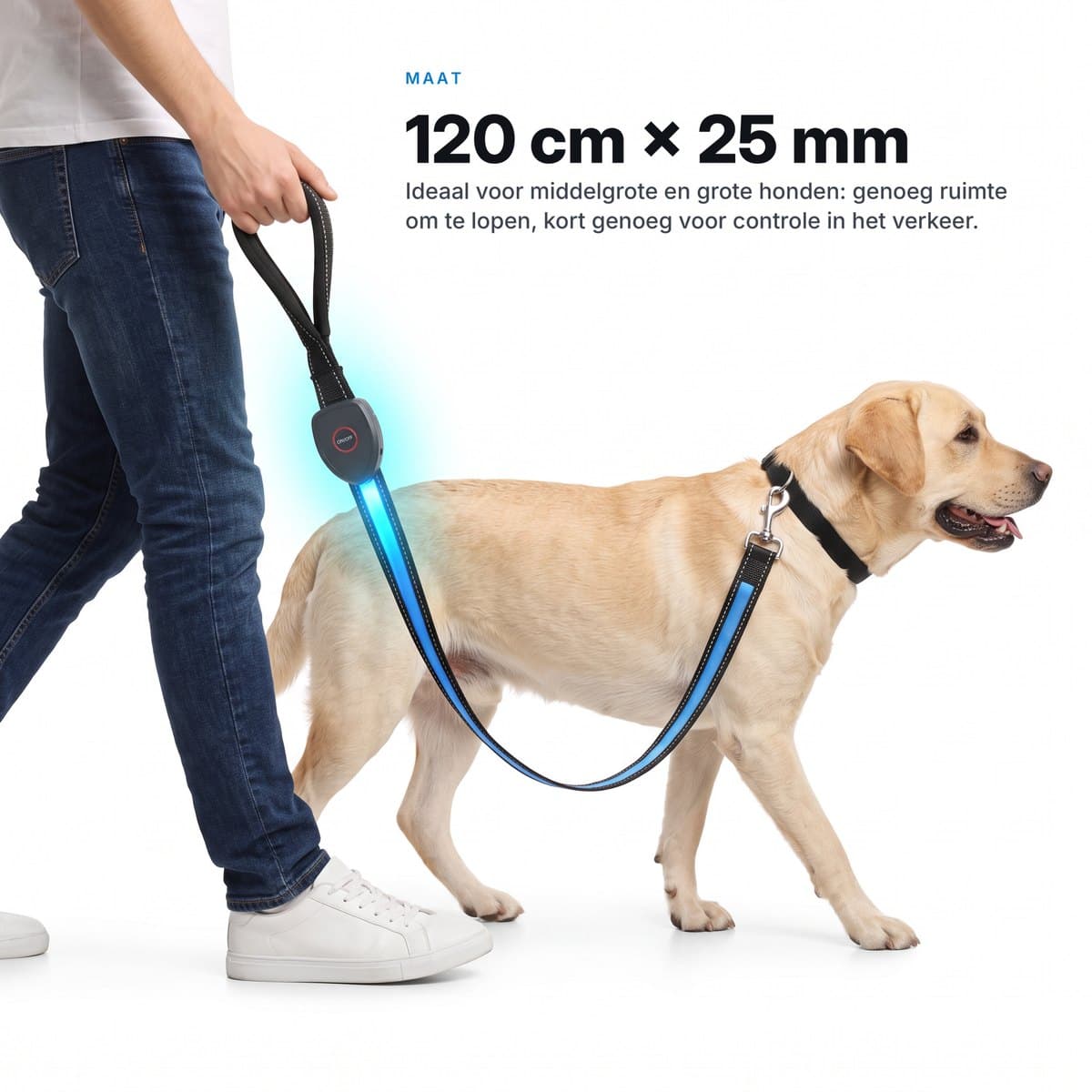 Iemand laat een labrador uit aan de blauw oplichtende riem van 120 cm