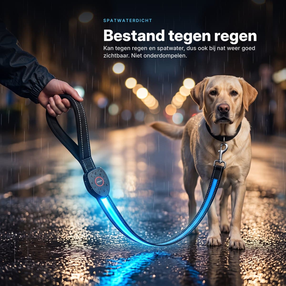 Labrador aan de oplichtende LED-hondenriem in de regen