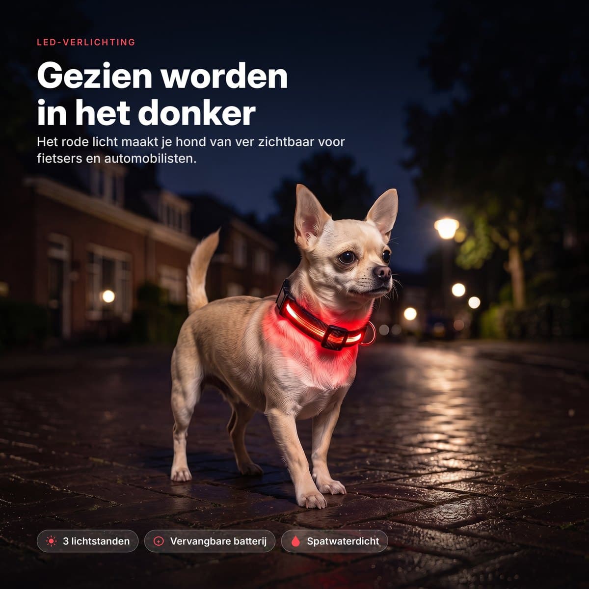 Chihuahua met oplichtende rode LED-halsband op straat in het donker