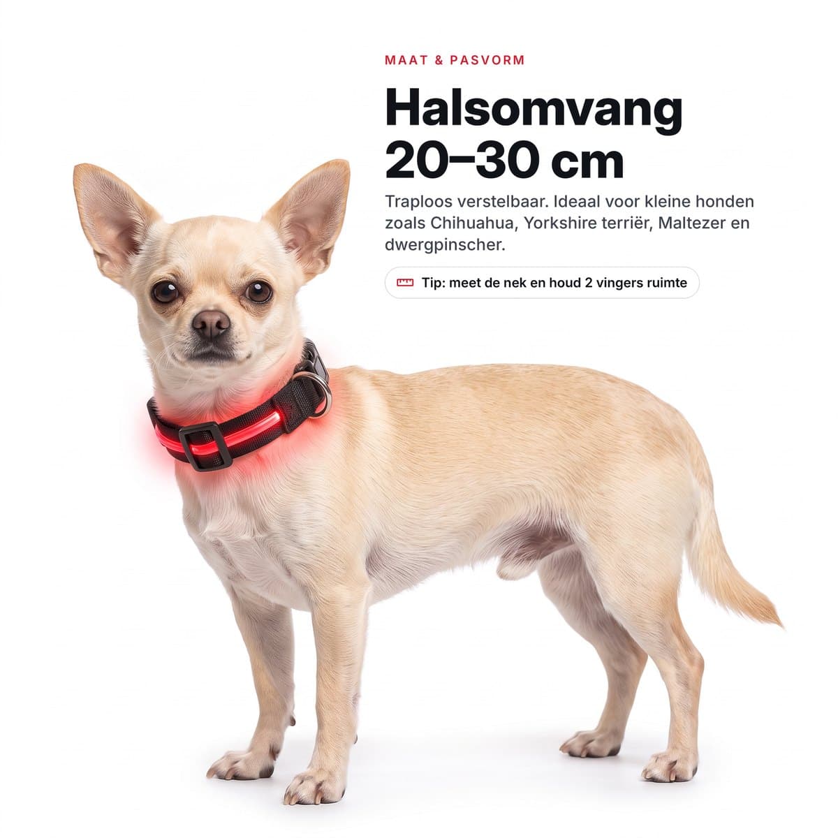 Chihuahua van opzij met de LED-halsband om, bij de uitleg over halsomvang 20 tot 30 cm