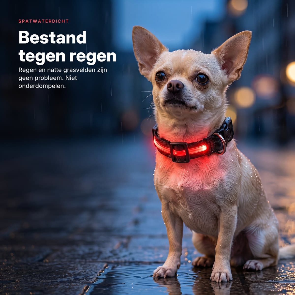 Chihuahua met oplichtende LED-halsband in de regen op natte stoeptegels
